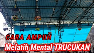 Simulasi Lomba TRUCUKAN || melatih MENTAL TRUCUKAN senantiasa FIGHTER,Bikin TRUCUK jadi GACOR