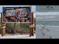 Siesta Key Beach in Sarasota, Florida #1 Beach in the USA Super Fine Quartz Sand Birds And Mollusks