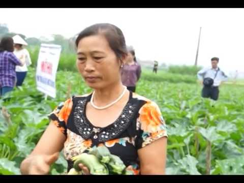 Trồng bí ngồi Hàn Quốc nông dân Hòa Bình thu nhập 800 triệu đồngha
