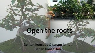 Bentuk konsep dasar,,membuka akar &amp; tanam lumut