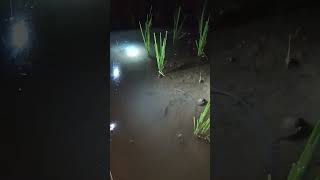 terima kasih udah php #shorts #youtubeshorts #fishing #fish #mancing #mancingmania #belut