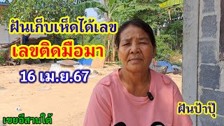 ฝันเก็บเห็ดได้เลข เลขติดมือมา 16/4/67 ฝันป้าปุ๊