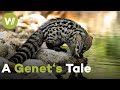 Genet cub discovers her surroundings for the first time on a dangerous adventure! | A Genet&#39;s Tale