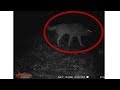 Crazy Wild Things Caught on Trail Camera!