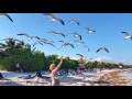 Banhista é coberta por excrementos ao tentar alimentar gaivotas em praia