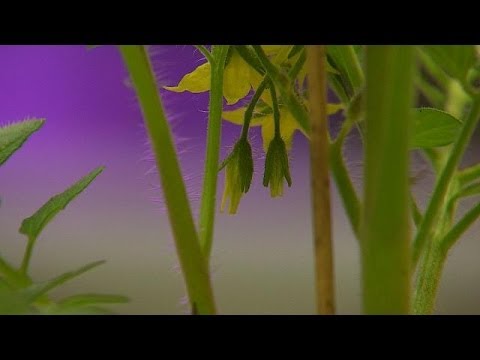 Video: Worüber sprechen Pflanzen?