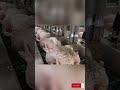 How Millions of Roast Turkey Are Made in a Factory #insidefactory #shorts
