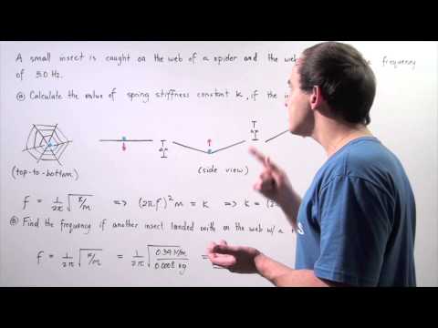 Oscillation of Spider Web Example