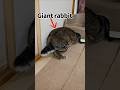 Lop vs Giant Bunny… Jabba Gets Stuck Under a Chair! 😅🐰 #flemishgiantrabbit #hollandlop