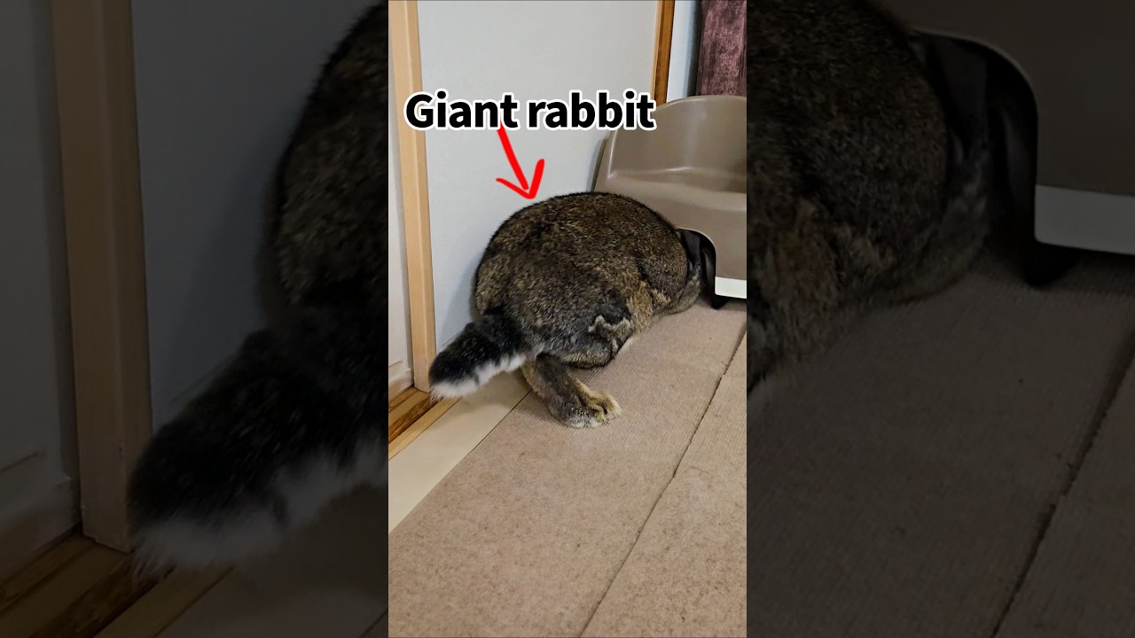 Lop vs Giant Bunny… Jabba Gets Stuck Under a Chair! 😅🐰 #flemishgiantrabbit #hollandlop