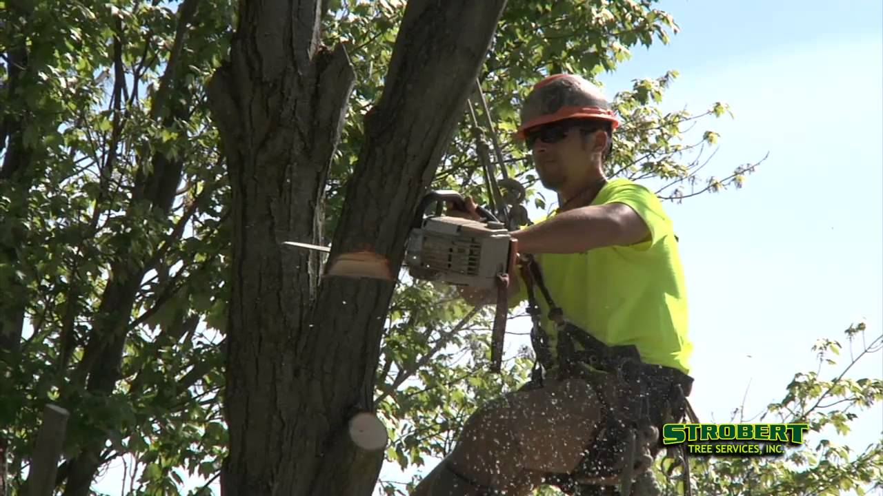 Strobert Tree Service Review Newark DE