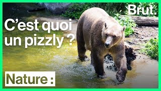 Le pizzly, un ours engendré par le réchauffement climatique ?