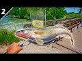 GIANT Spillway Walleye Catch, Clean, Cook!!! (Survival Fishing Challenge)