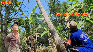 Nhóm Vua Khỉ Miền Tây cưa hạ nguyên thân cây Dừa cao nằm trong vườn Mít ? Cutting coconut trees
