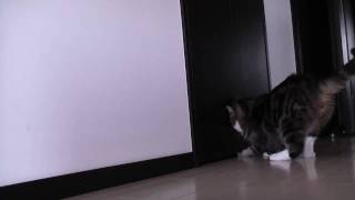 持ってくるねこ。-Maru brings a toy.-