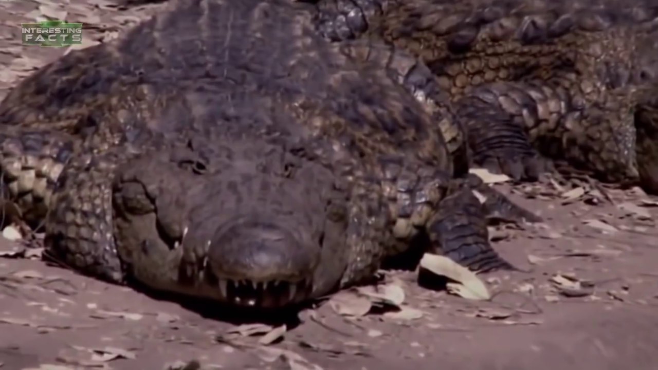 Most Dangerous Water Animals In The World