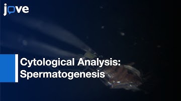 Cytological Analysis Of Spermatogenesis: Preparations Of Drosophila Testes l Protocol Preview