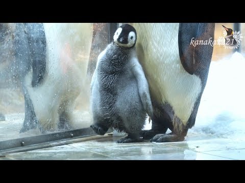 ペンギン ドミニオンペンギン❤︎世界唯一見られるDOMINION PENGUIN ペンギンの滝｜阿蘇カドリー・ドミニオン - 阿蘇カドリー
