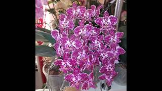 Phalaenopsis KADIZ