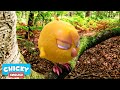 Wheres chicky funny chicky 2020   chicky in the forest  chicky cartoon in english for kids