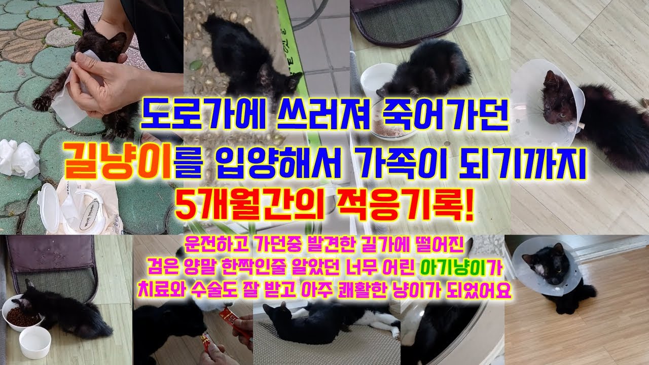 운전중 발견해 우연히 가족이된 아기길냥이~