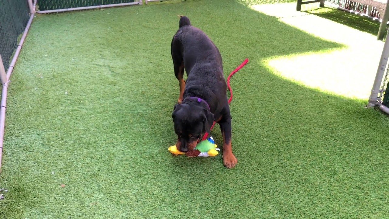 adopt cats long island Rico 57734 loves his toys NYCACC