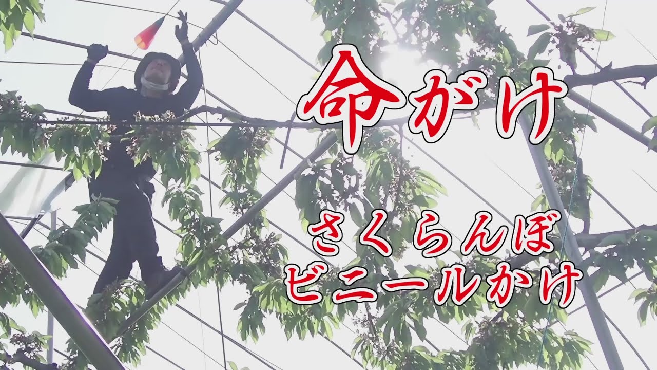 【さくらんぼ】ビニールかけ作業【前編】