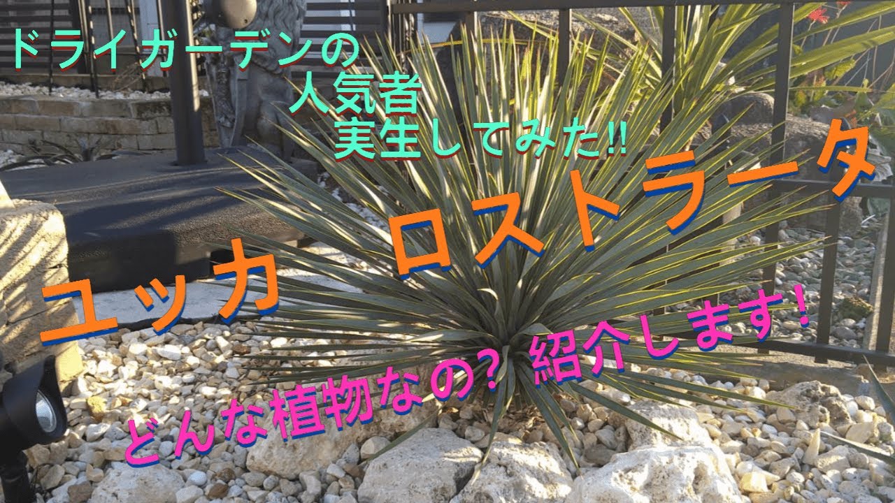 ユッカ ロストラータ！どんな植物？ 地植えした株と実生した苗、紹介し