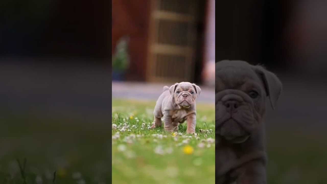 pitbull puppy lover | pitbull dog status 