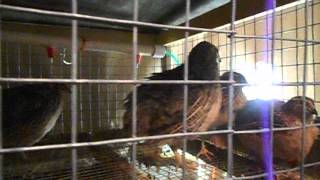 quail crowing