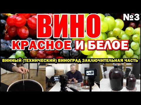 КРАСНОЕ и БЕЛОЕ ВИНО // В ДОМАШНИХ УСЛОВИЯХ // Технический виноград // Заключительная часть №3