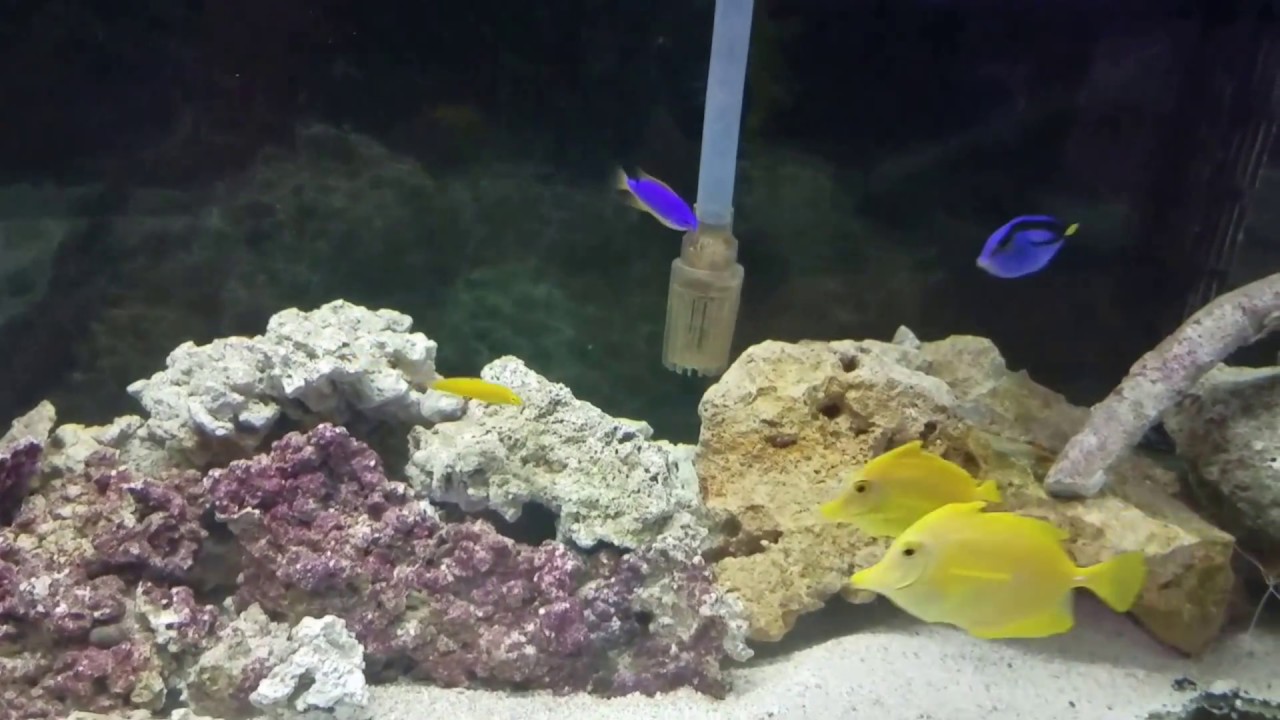 obsidian knife Project Cubal - 64 gallon Cube Reef w/ Aqueon 20g Long DIY Sump - Introduction