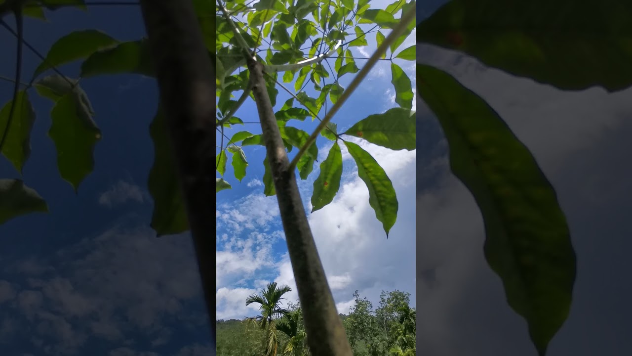 ตัดเเต่งกิ่ง ยางพาราอายุ1ปี