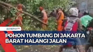 Hujan Deras dan Angin Kencang, Pohon Tumbang di Jakarta Barat Tutup Jalan dan Picu Kemacetan