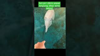 Disangka umpan, jari-jari dihap sama sotong #squid #squidfishing #fyp #cuttlefish #mancing #fishing
