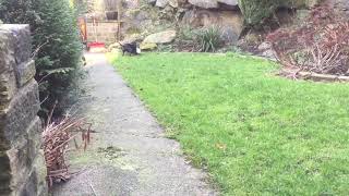 Eric the manchester terrier by Jono hughes 526 views 6 years ago 59 seconds