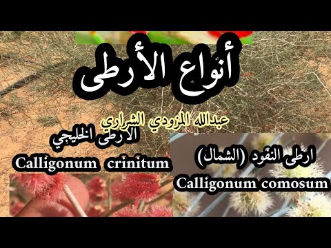 أنواع الارطى  ارطى النفود الارطى النقاوي الارطى الخليجي