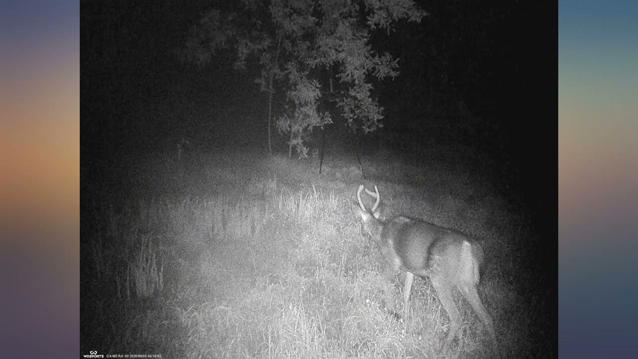 Wosports Mini Trail Camera 16MP 1080P HD Wildlife Scouting Hunting Camera with IR review