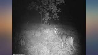Wosports Mini Trail Camera 16MP 1080P HD Wildlife Scouting Hunting Camera with IR review screenshot 3
