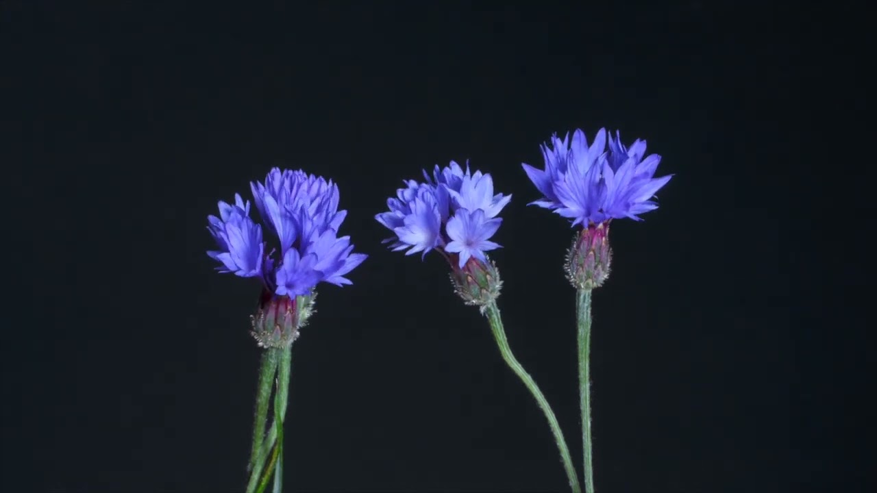 Korenbloem beautiful flower slow motion