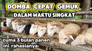 Download Lagu CARA PROSES PENGGEMUKAN DOMBA DALAM WAKTU SINGKAT, DOMBA CEPAT GEMUK DAN SEHAT  MP3