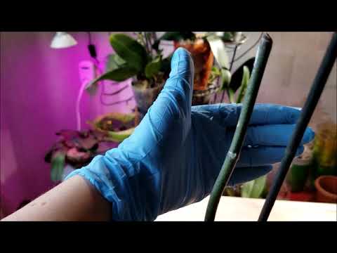 ორქიდეომანია # ორქიდეას გამრავლება, კეიკი გელი, ციტოკინის მალამო