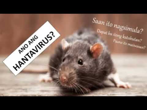 Ano ang HANTAVIRUS | Paano ito Nagsimula?