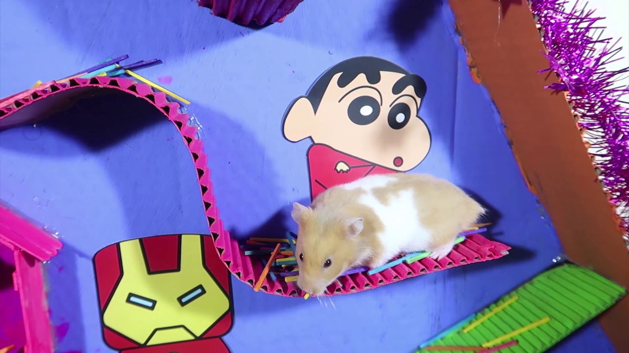 The Maze for Hamsters is made of cardboard Cute Pet Hamster Tv YouTube
