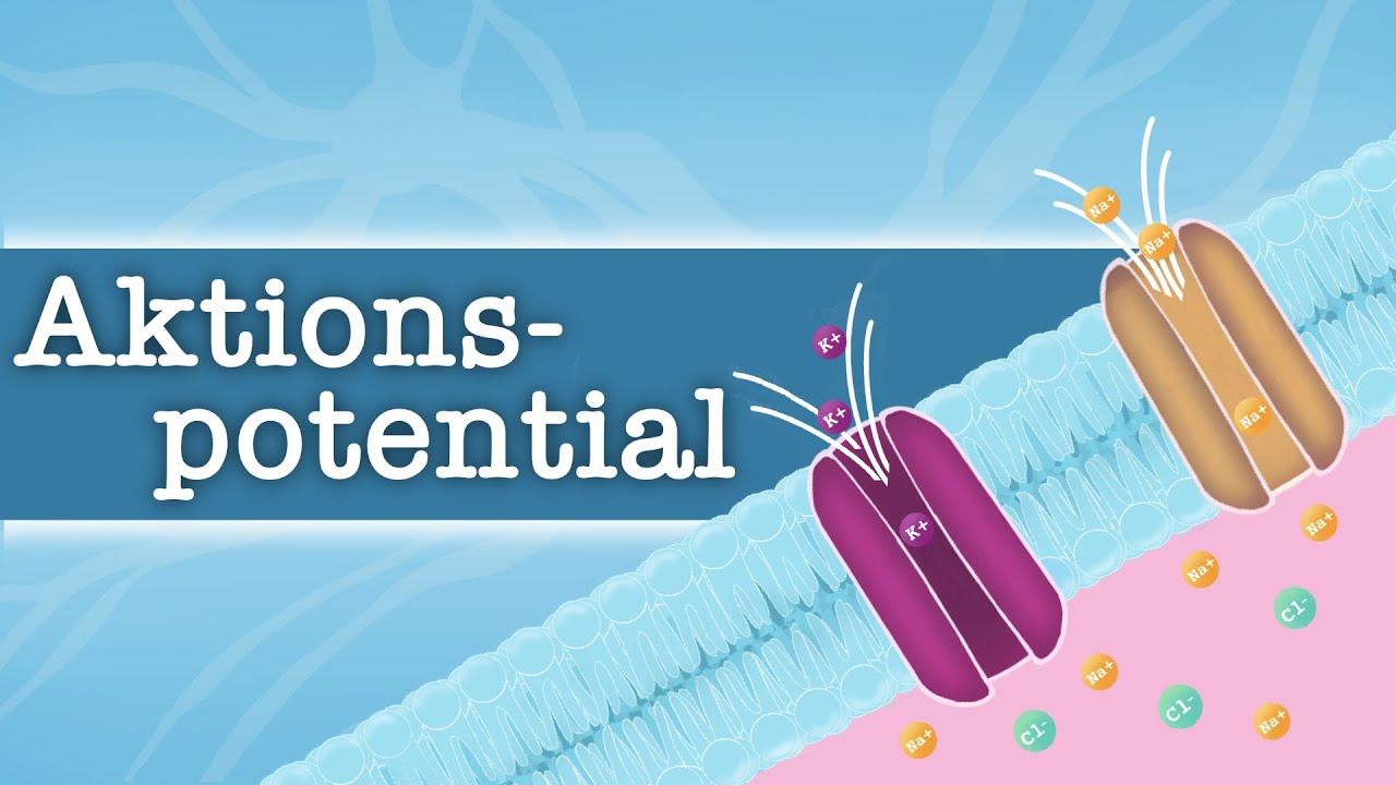 Aktionspotential - einfach erklärt!