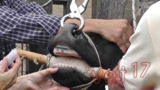 Técnica de colocación de las Prótesis dental para bovinos Vet 17