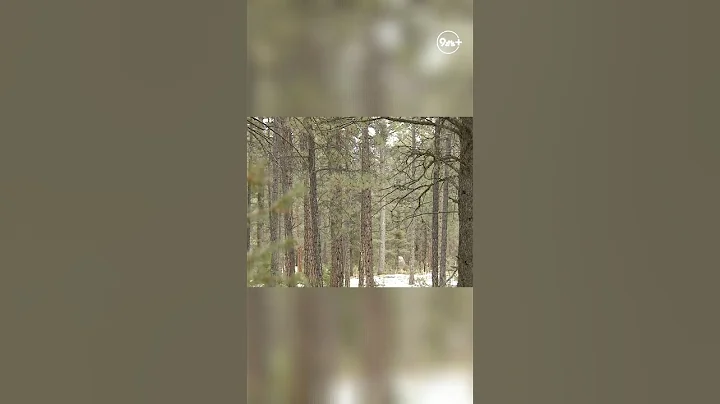 Cut down your own Christmas tree for $1