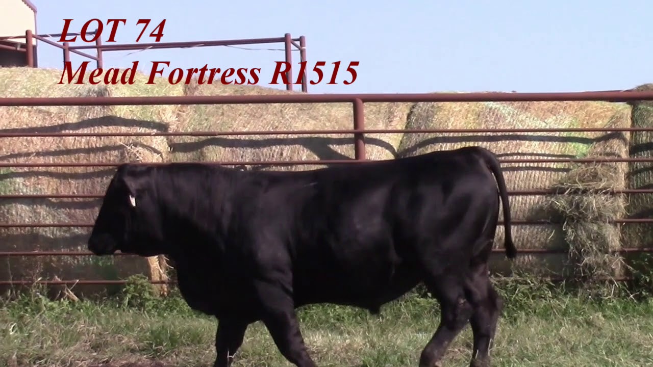 Mead Angus Lot 74 YouTube