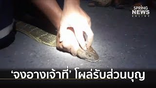 'งูจงอาง' ตัวเขื่องโผล่รับส่วนบุญวันชิงเปรต ชาวบ้านเชื่อเป็น 'งูเจ้าที่' | Springnews | 28 ก.ย. 62