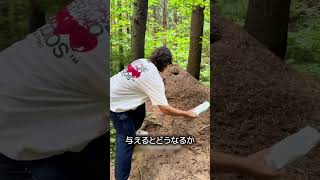 アリの巣に大量の砂糖を入れたらどうなる？